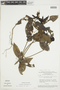 Psychotria bremekampiana image