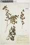 Psychotria bradei image