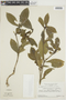 Psychotria bremekampiana image