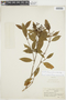 Psychotria brevicollis image
