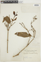Psychotria brevicollis image