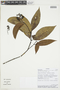 Psychotria buchtienii image