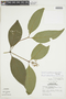 Psychotria buchtienii image