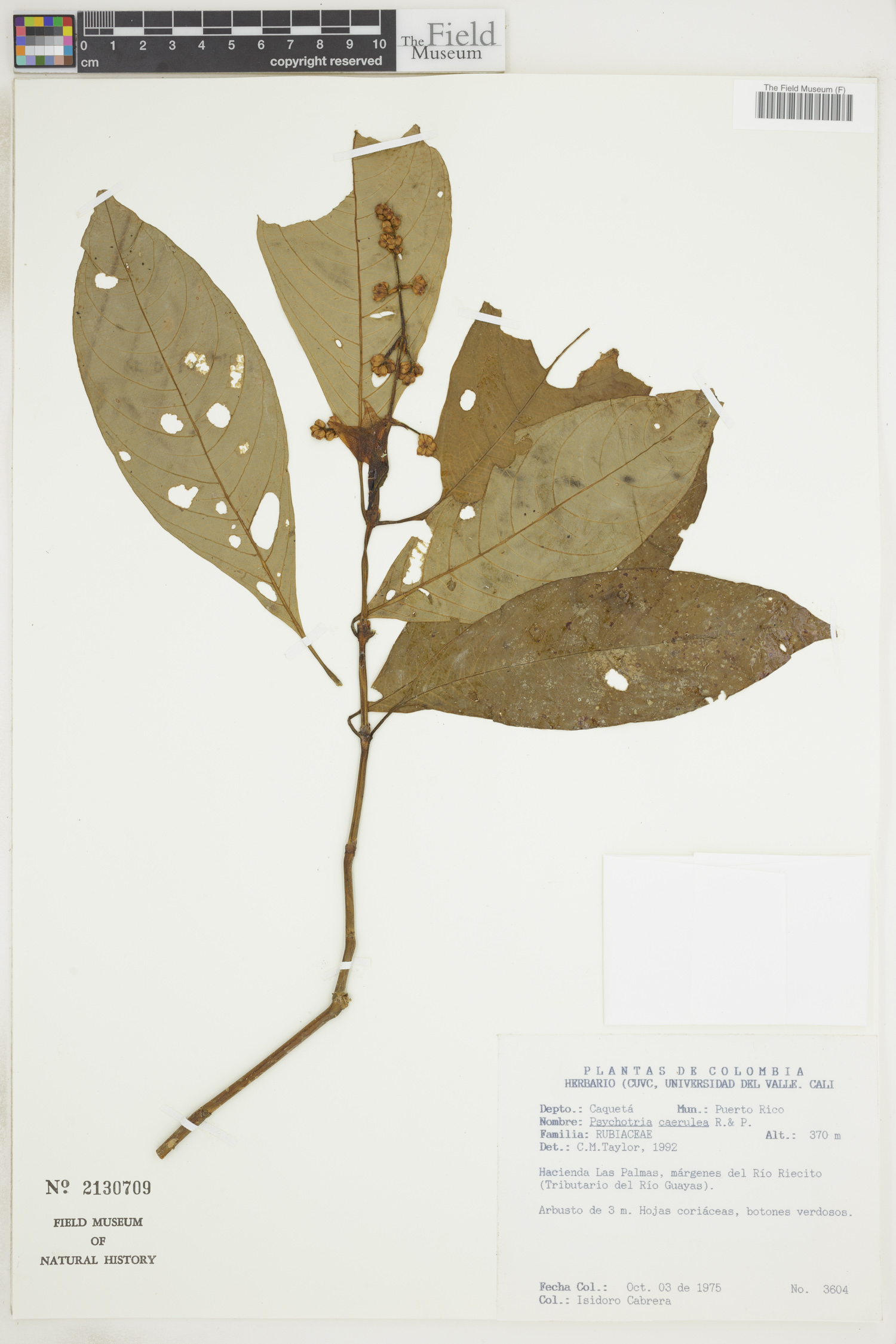 Psychotria caerulea image