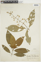 Psychotria caerulea image