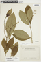 Psychotria caerulea image