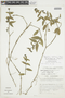 Psychotria callithrix image