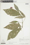 Psychotria calochlamys image