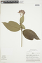 Psychotria calochlamys image