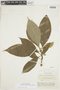 Psychotria campyloneuroides image