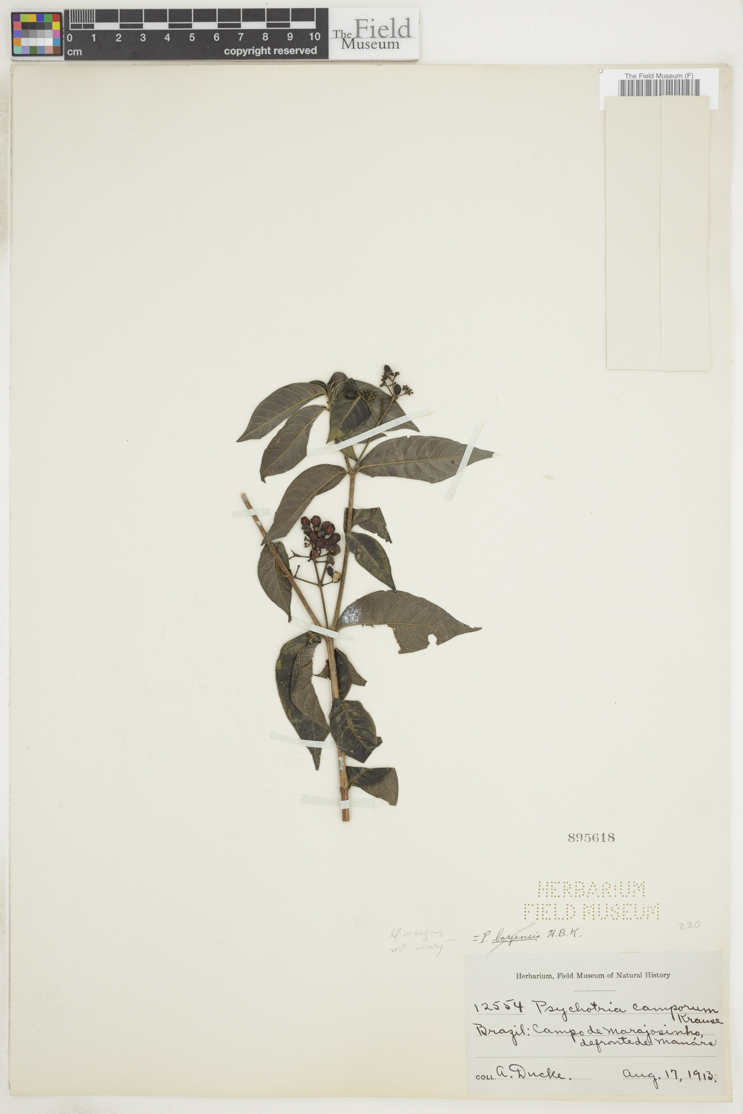 Psychotria borjensis image
