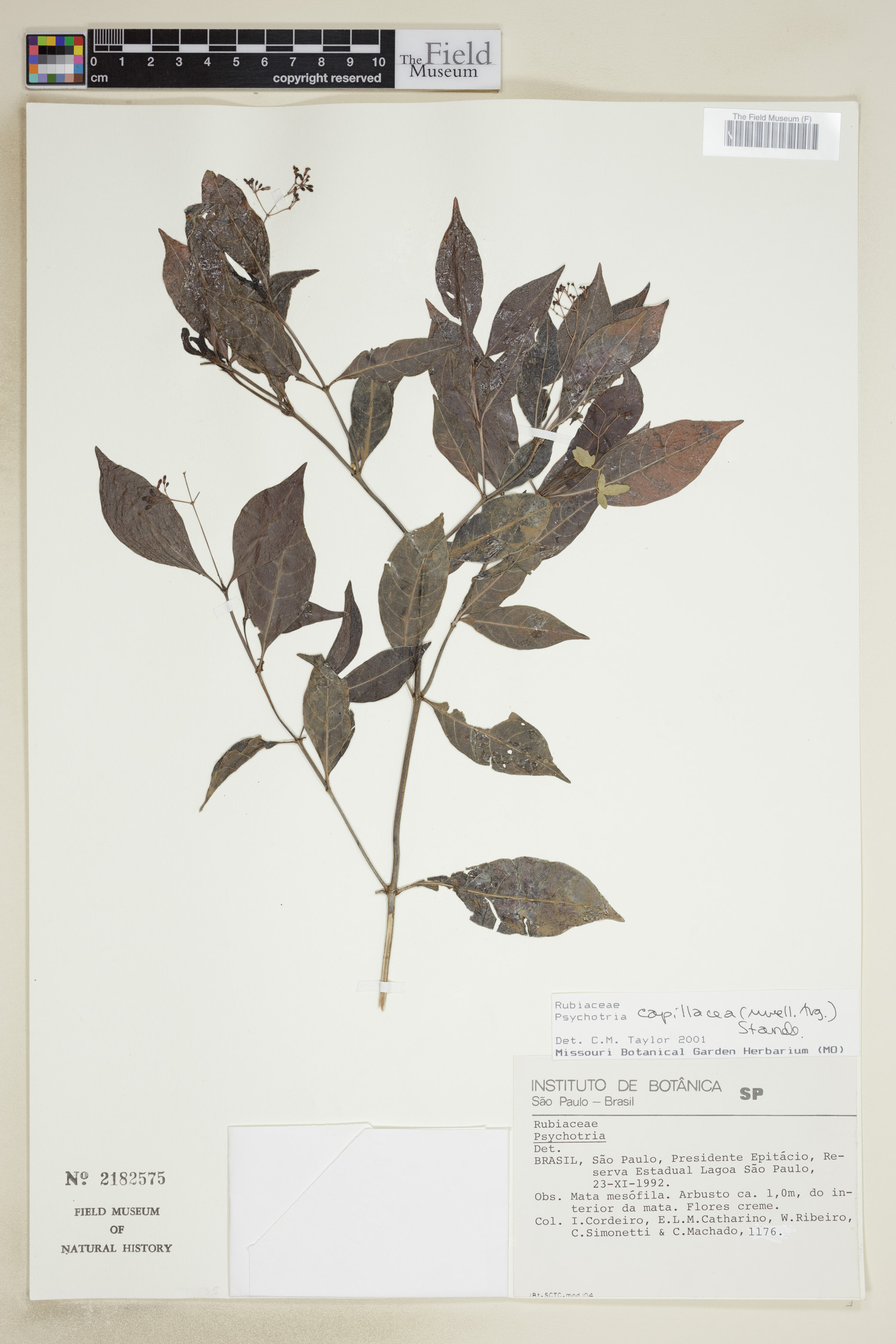 Psychotria capillacea image