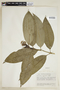 Psychotria capitata image