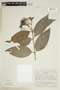 Psychotria capitata image