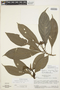 Carapichea guianensis image