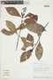 Psychotria carthagenensis image