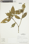 Psychotria casiquiaria image