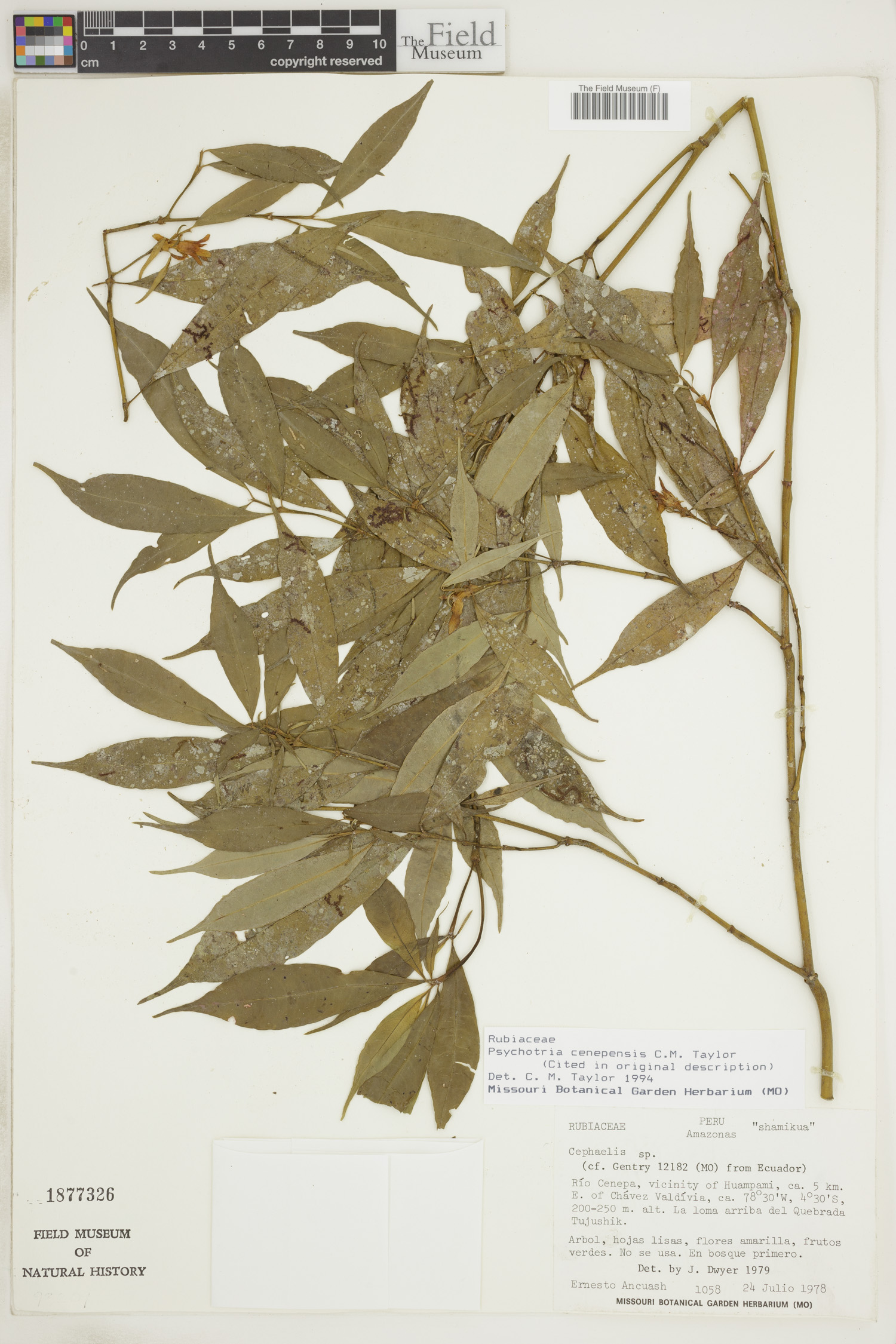 Psychotria cenepensis image