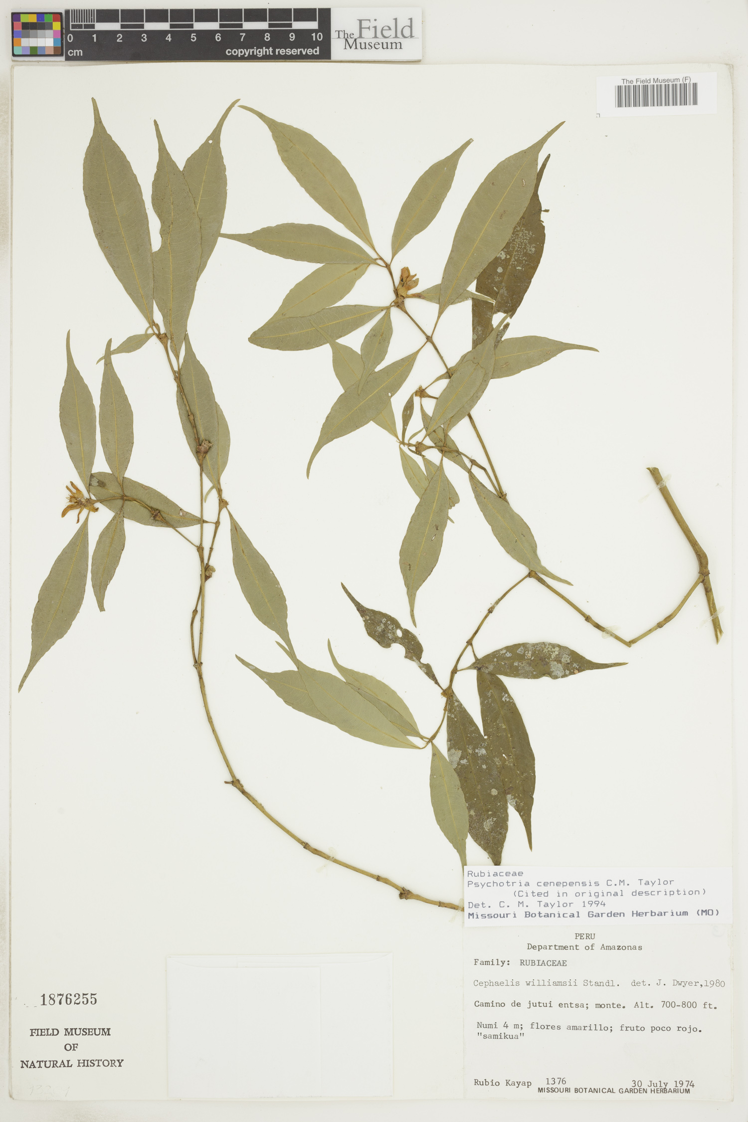 Psychotria cenepensis image