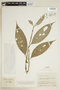 Psychotria cincta image