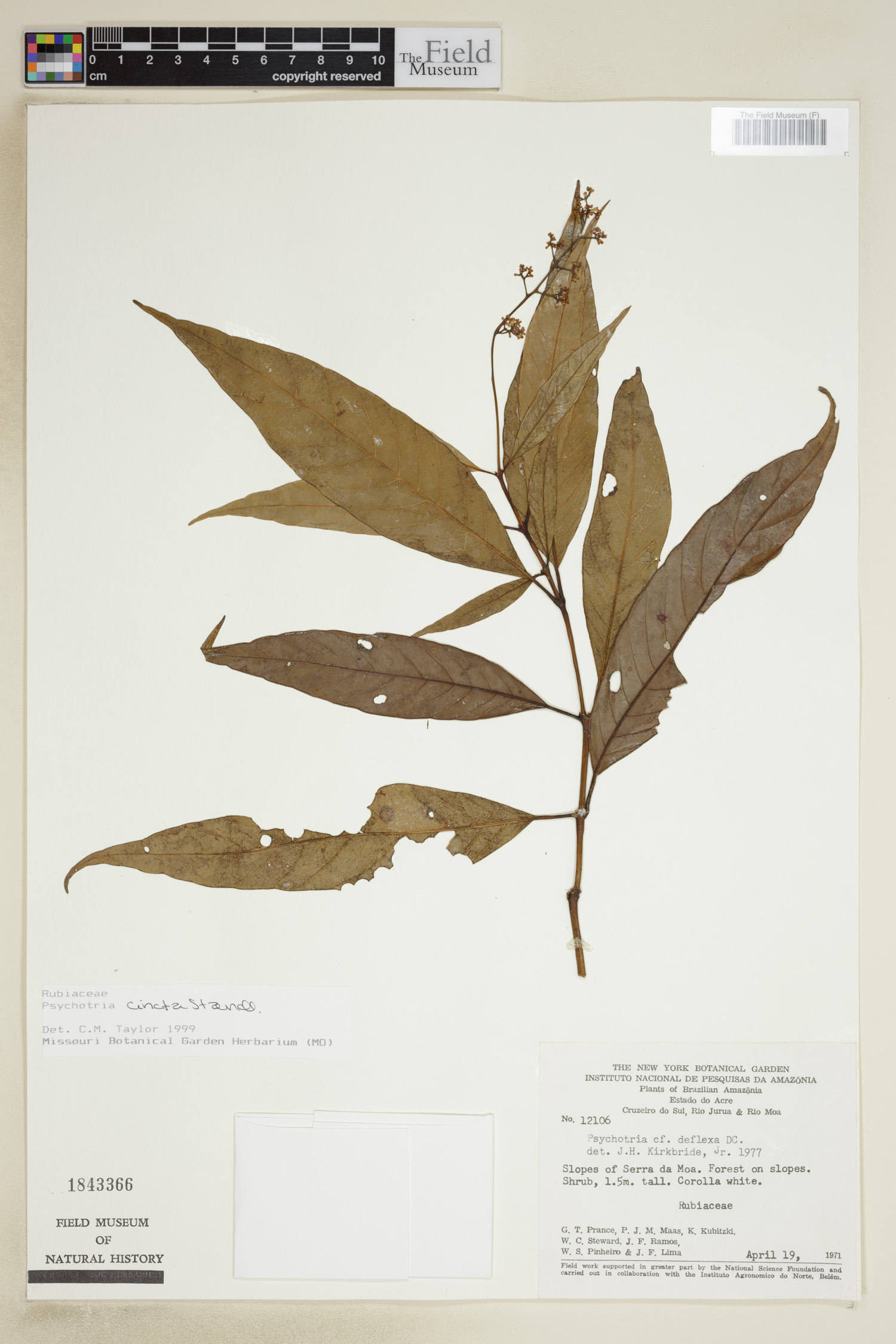 Psychotria cincta image