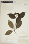 Psychotria colorata image