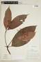 Psychotria compta image