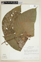 Psychotria compta image