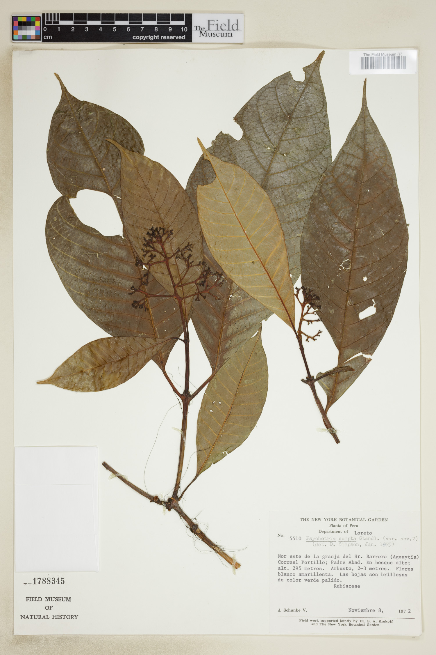 Psychotria compta image