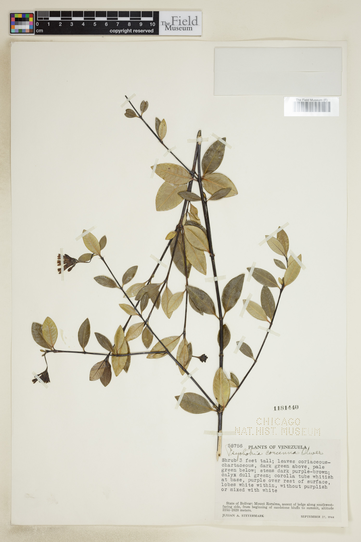 Psychotria concinna image