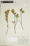 Psychotria concinna image