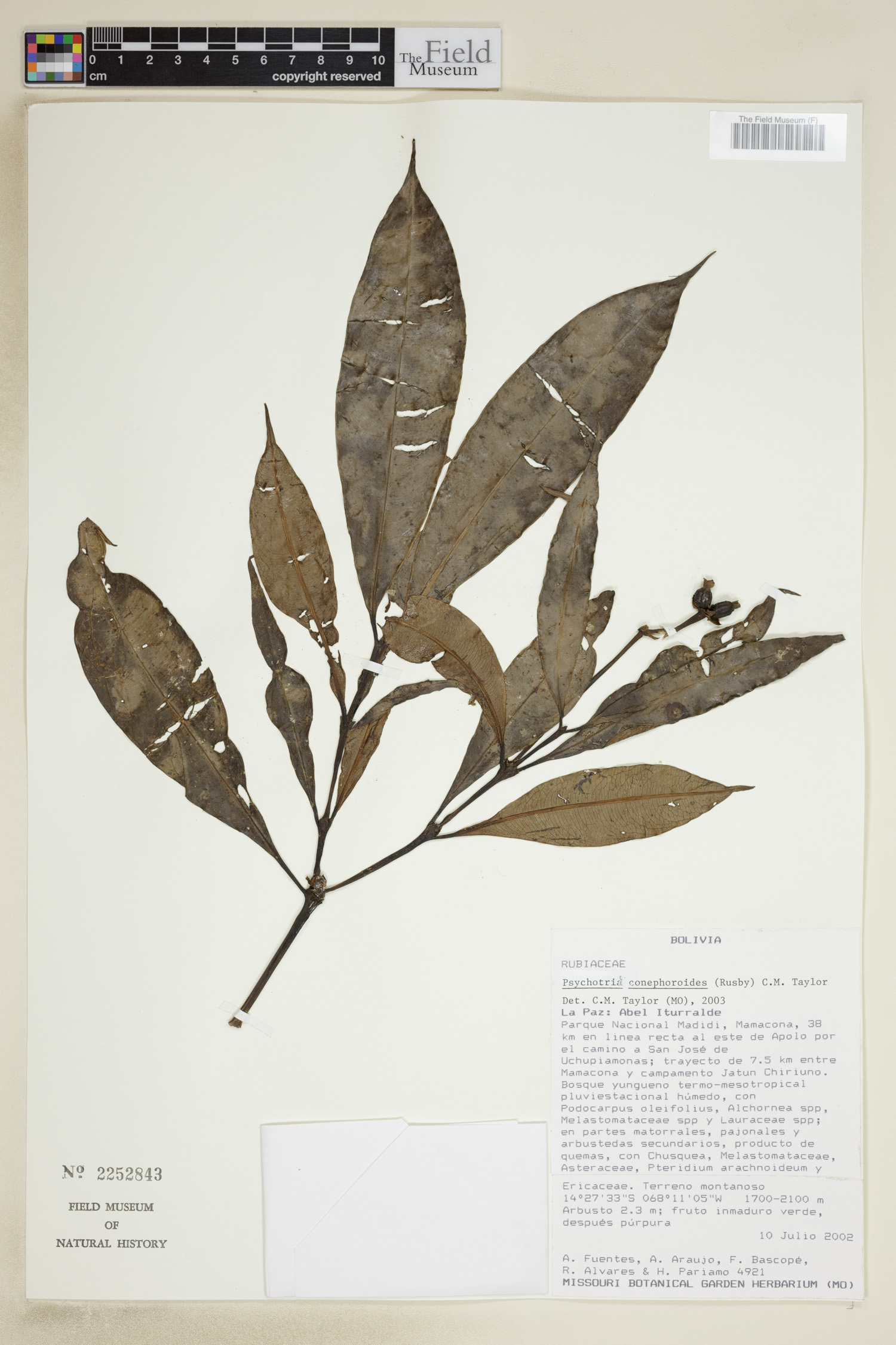 Psychotria conephoroides image