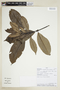 Psychotria conephoroides image