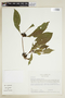 Psychotria cooperi image