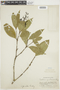 Psychotria falcata image