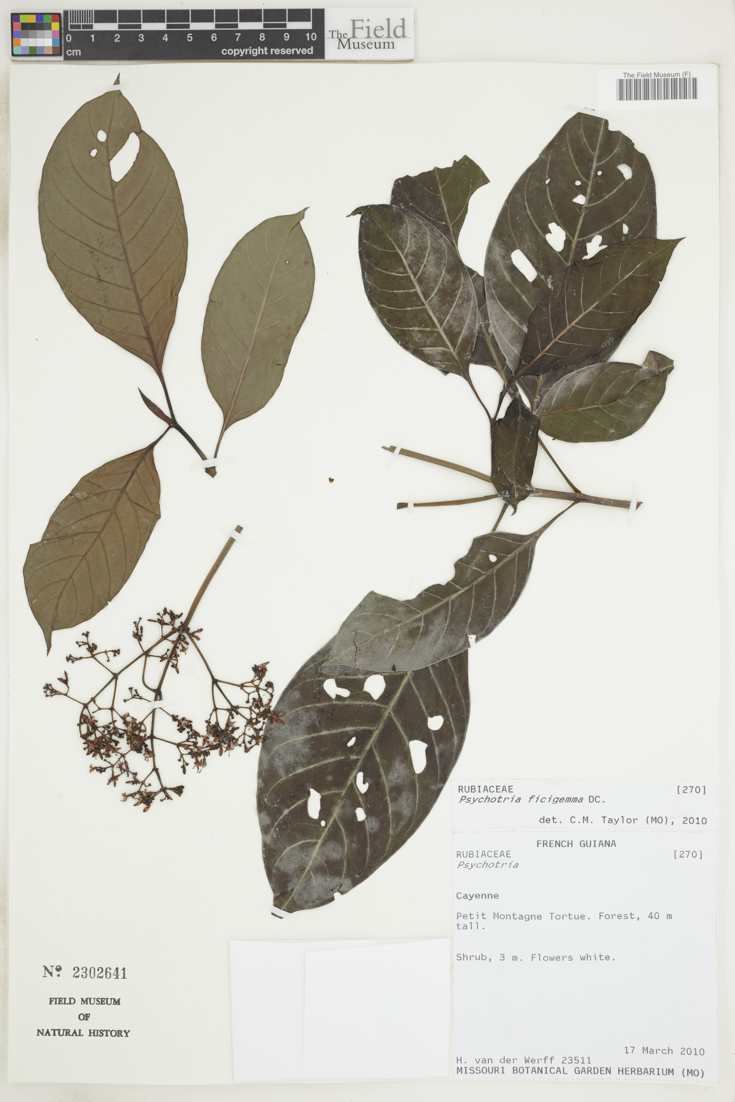 Psychotria ficigemma image