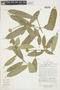 Psychotria flaviflora image