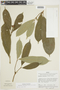 Psychotria flaviflora image