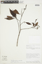 Psychotria fortuita image