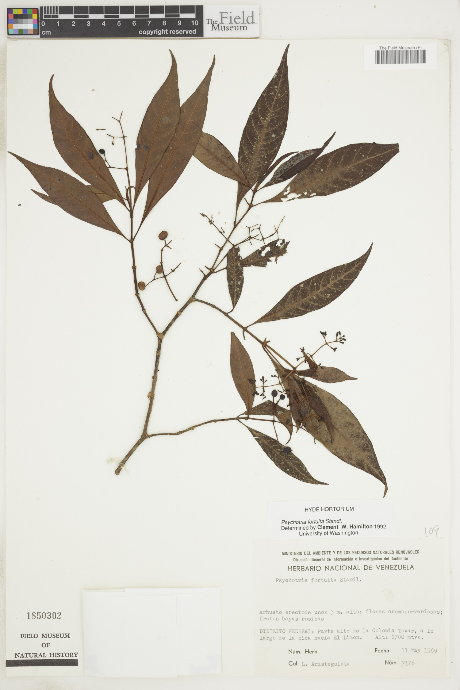 Psychotria fortuita image
