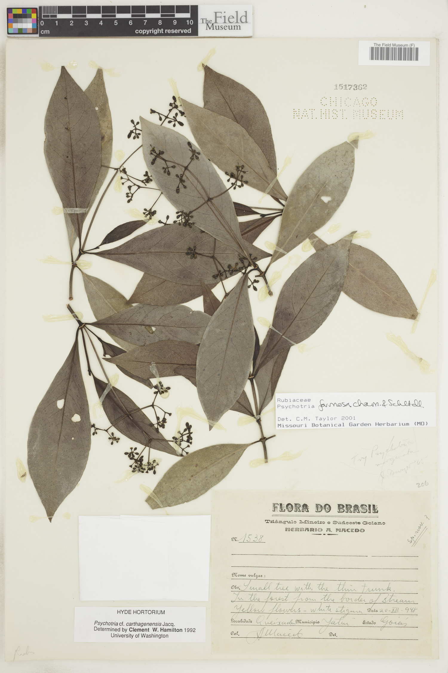 Psychotria formosa  image