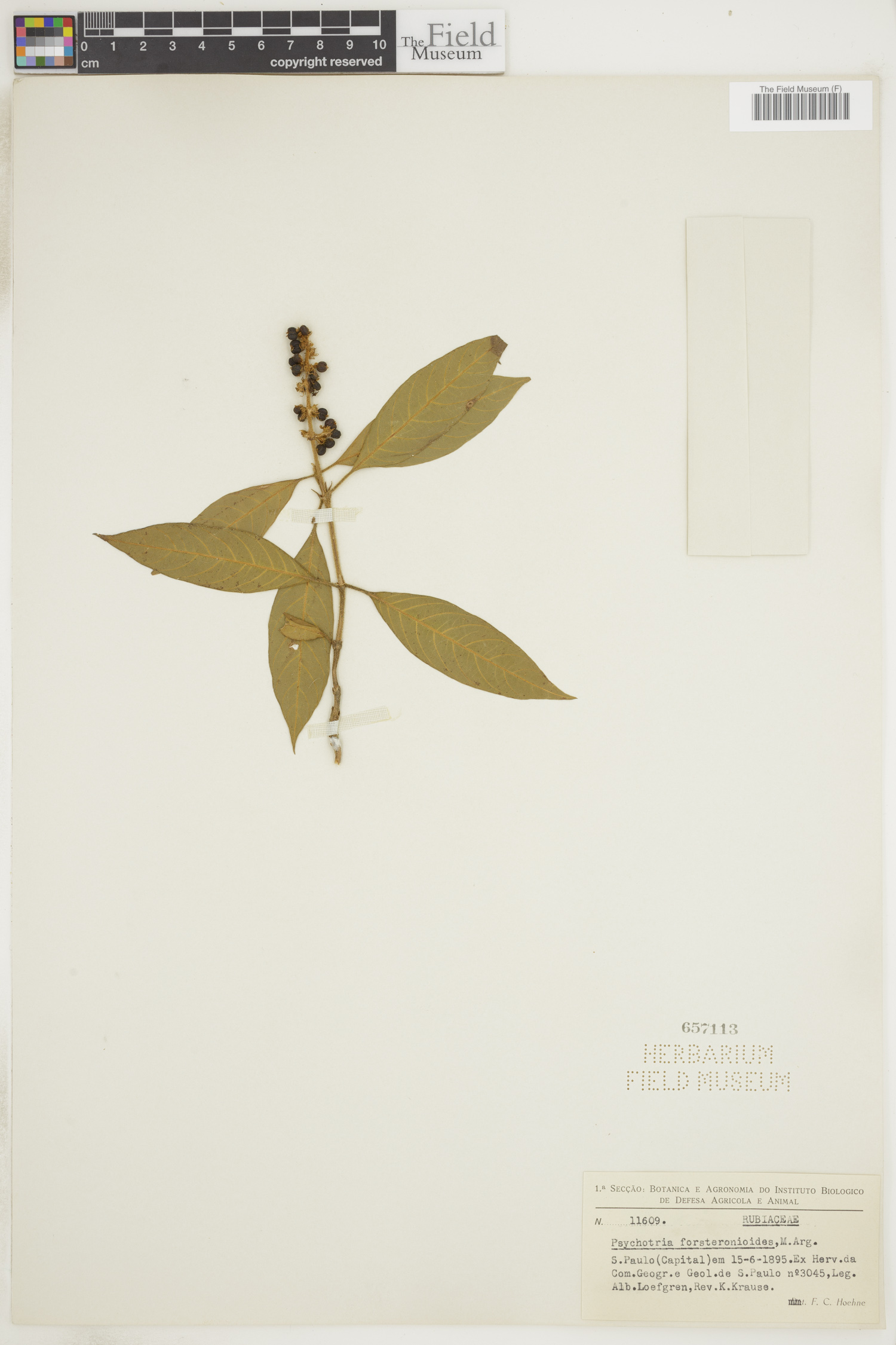 Psychotria forsteronioides image