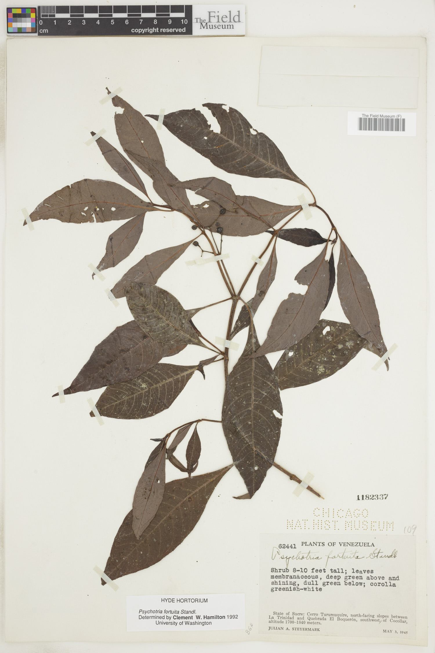 Psychotria fortuita image