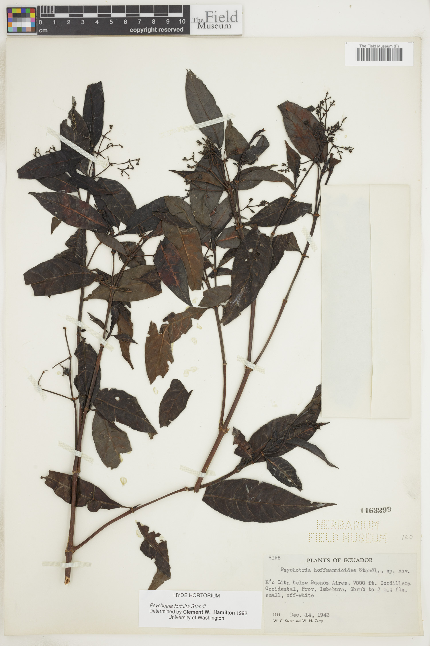 Psychotria fortuita image