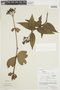 Palicourea triphylla image