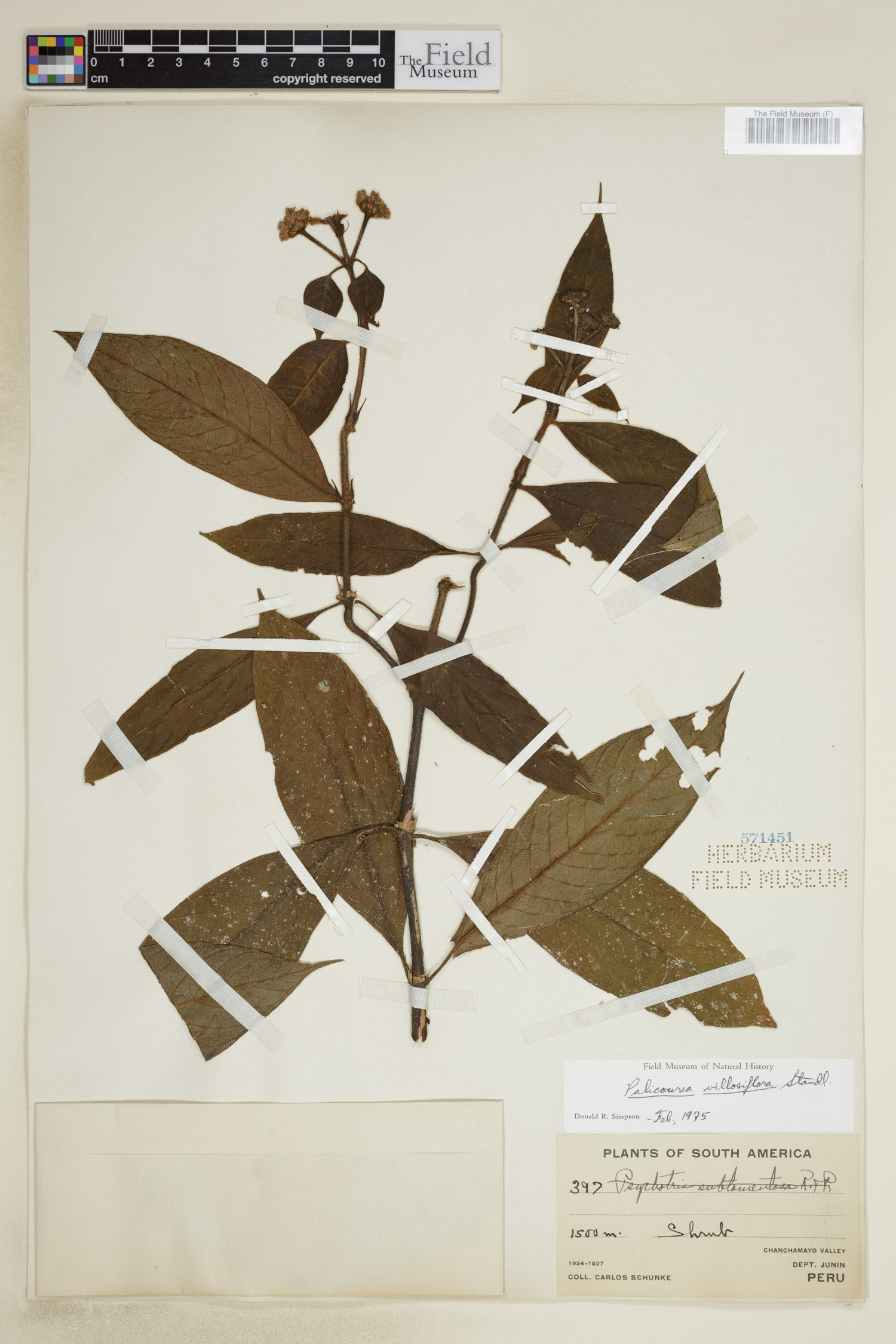 Palicourea villosiflora image