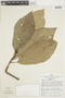 Pentagonia parvifolia image