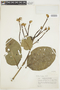 Posoqueria coriacea subsp. formosa image