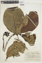 Posoqueria latifolia image