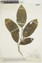 Posoqueria longiflora image